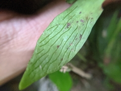 Antrophyum formosanum