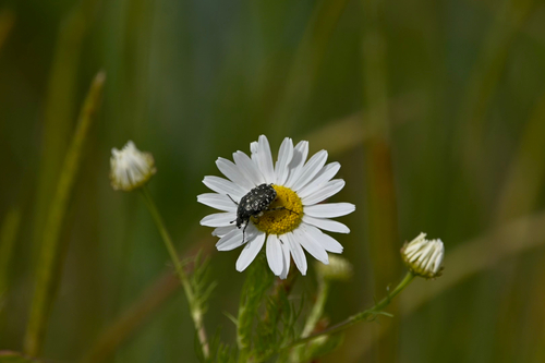 Mediterranean Spotted Chafer