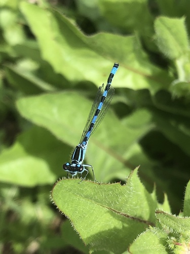 Southern Damselfly