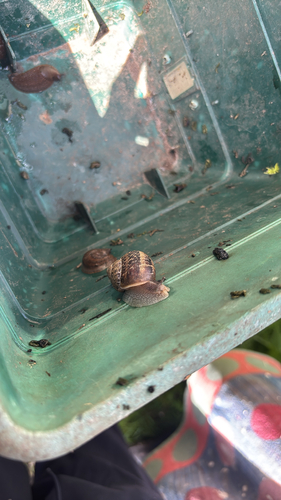 Garden Snail