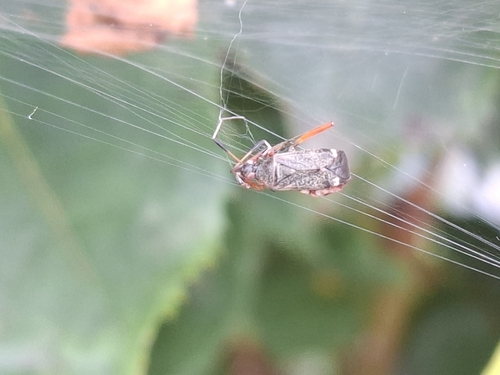 Closterotomus biclavatus