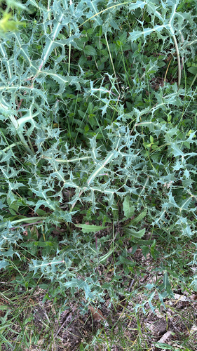 Field Eryngo