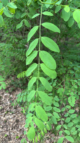 black locust