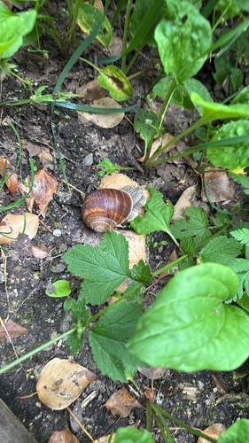 Roman Snail