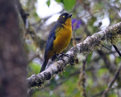 Anisognathus lacrymosus