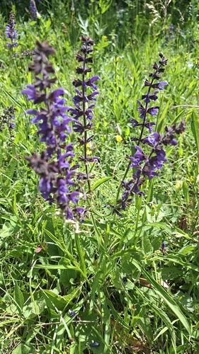 Meadow Sage
