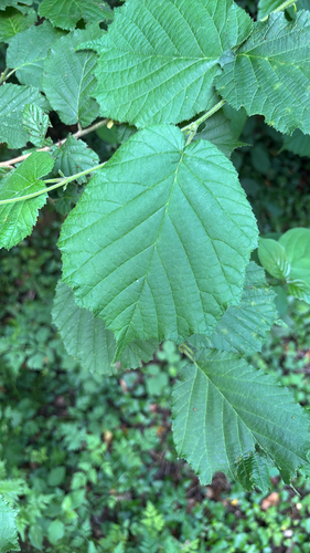 common hazel