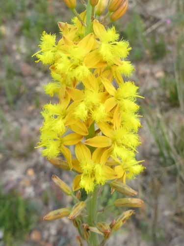 Bulbine cepacea