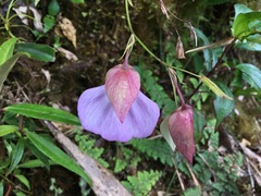 Utricularia unifolia