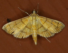 Orphanostigma haemorrhoidalis