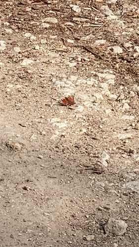 European Peacock Butterfly