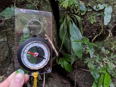 Antrophyum formosanum