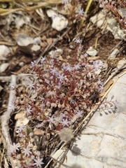 Sedum caeruleum