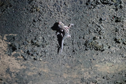 Cyrtodactylus quadrivirgatus, 2026-06-04