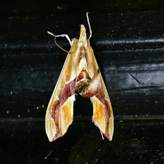 Agathodes monstralis