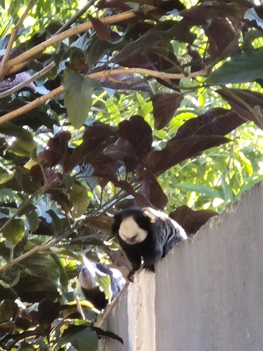 Geoffroy’s Tufted-ear Marmoset