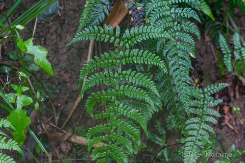 Dryopteris labordei iNat (1)