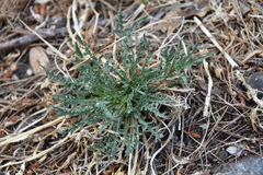 Reseda lutea