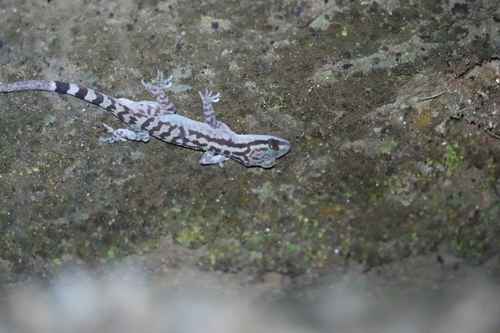 Cyrtodactylus quadrivirgatus, 2026-06-04