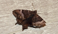 Coronidia leachi