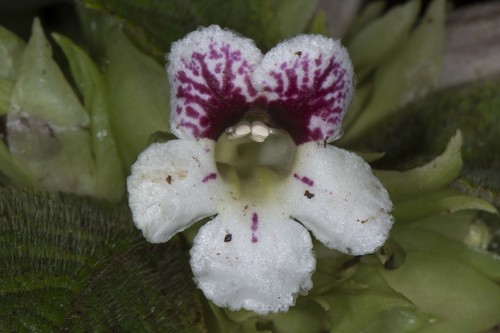 Nautilocalyx