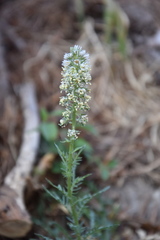 Reseda lutea