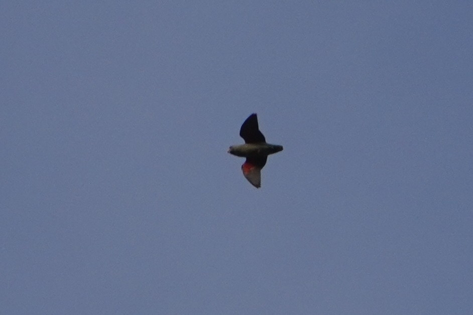 Blue-rumped Parrot (Psittinus cyanurus), photo 2