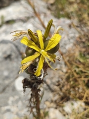 (c) Gianmaria Bonari, some rights reserved (CC BY) Asphodeline lutea, photograph (c) Gianmaria Bonari, some rights reserved (CC BY)
