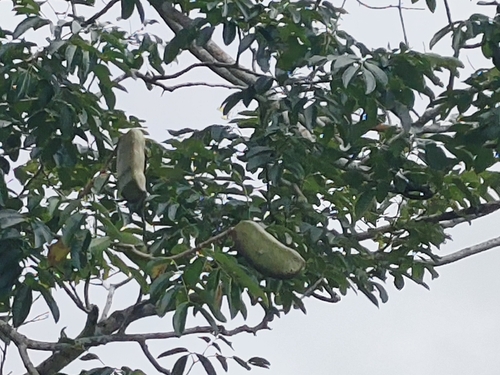 Makha Tree