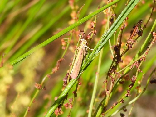 Rosy-striped Knot-horn photo 3