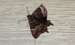 Coronidia leachi