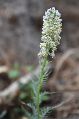 Reseda lutea