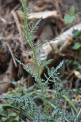 Reseda lutea