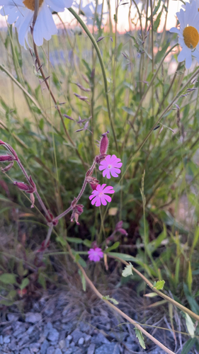 red campion