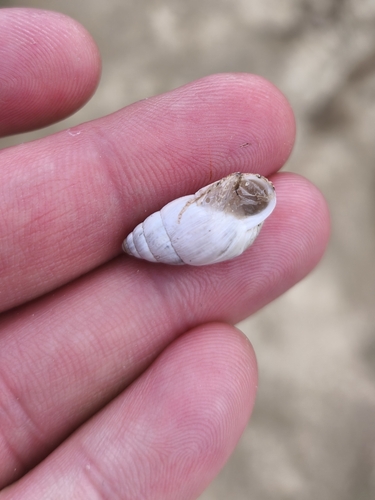 Zebra Snail