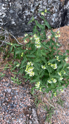 Swallow-wort