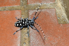 Anoplophora macularia