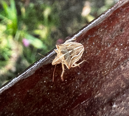 Ancyrosoma leucogrammes