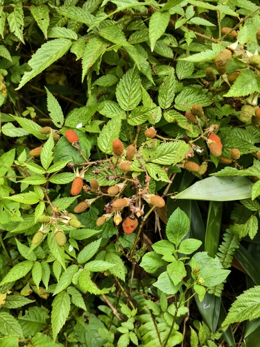 Rubus sumatranus