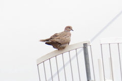 Streptopelia decaocto