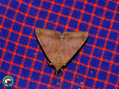 Achaea praestans