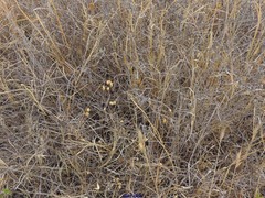 Brachypodium distachyon