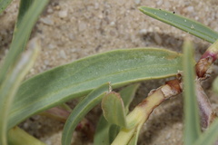 Penstemon haydenii, photograph (c) Austin Saunders, some rights reserved (CC BY)