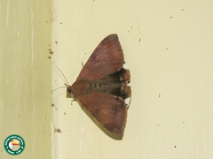 Achaea praestans