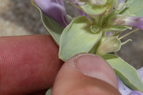 Penstemon haydenii, photograph 6