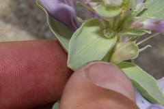 Penstemon haydenii, photograph (c) Austin Saunders, some rights reserved (CC BY)