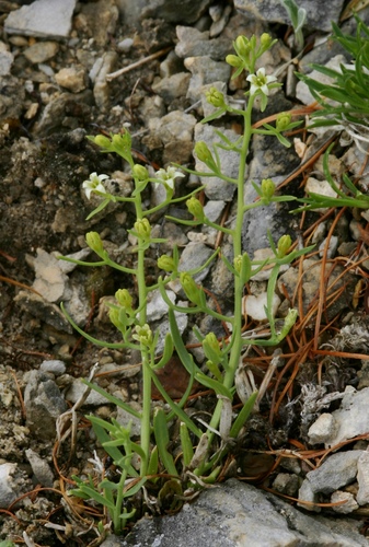 Rock Toadflax (Thesium rupestre)