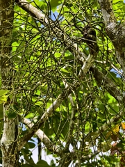(c) 雲一百香果, some rights reserved (CC BY) Viscum articulatum, photograph (c) 雲一百香果, some rights reserved (CC BY)