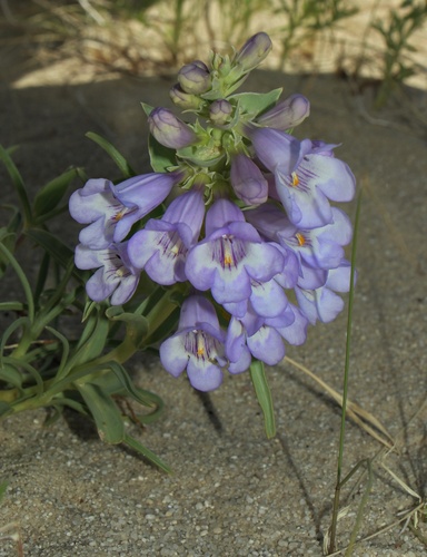 Penstemon haydenii, photograph 2