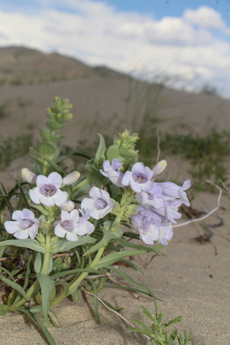 Penstemon haydenii